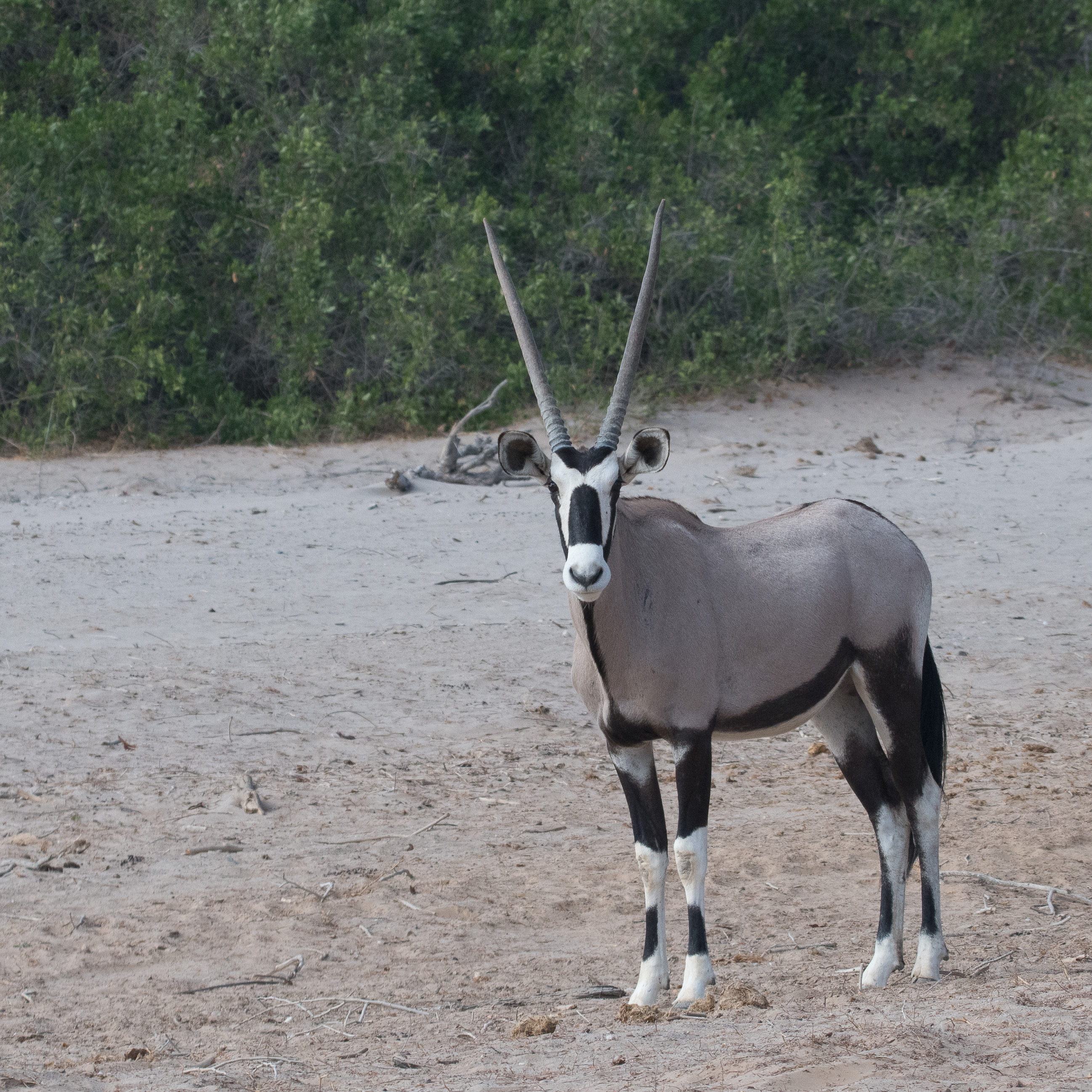 Gemsbok ou Oryx gazelle (Gemsbok ou Southern Oryx, Oryx gazella), mâle adulte, Vallée de l'Hoanib, Kaokoland, Région de Kunene, Namibie, 